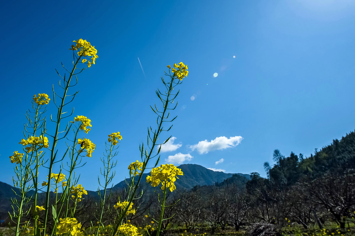 〖乐昌九峰桃梨摄影活动〗----梨花集。