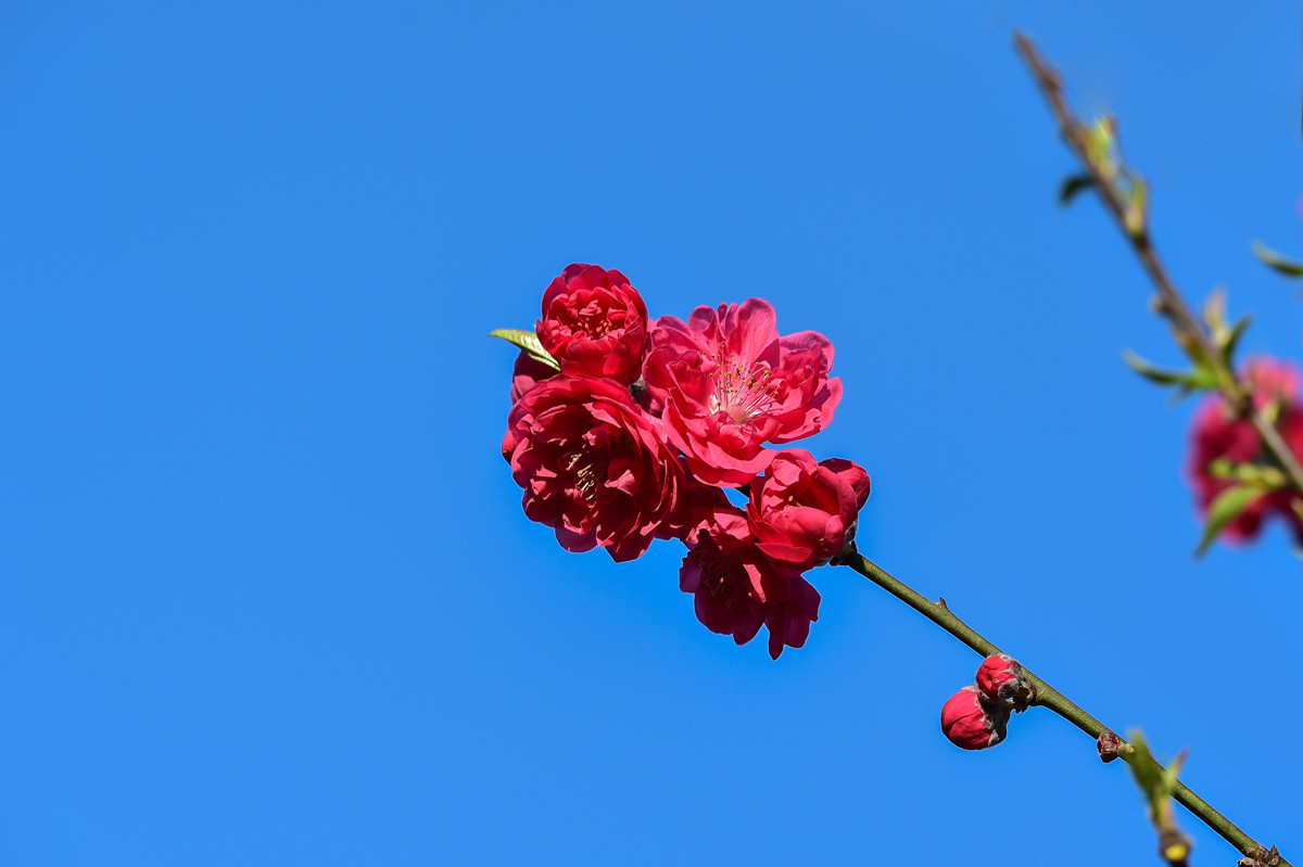 〖乐昌九峰桃梨摄影活动〗----梨花集。