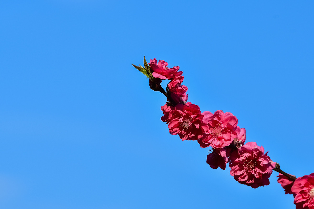 〖乐昌九峰桃梨摄影活动〗----梨花集。