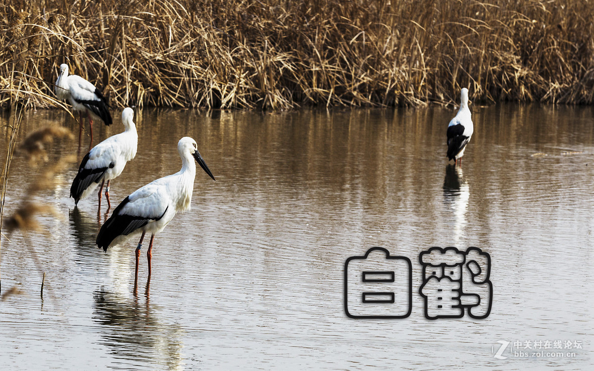 白鹳