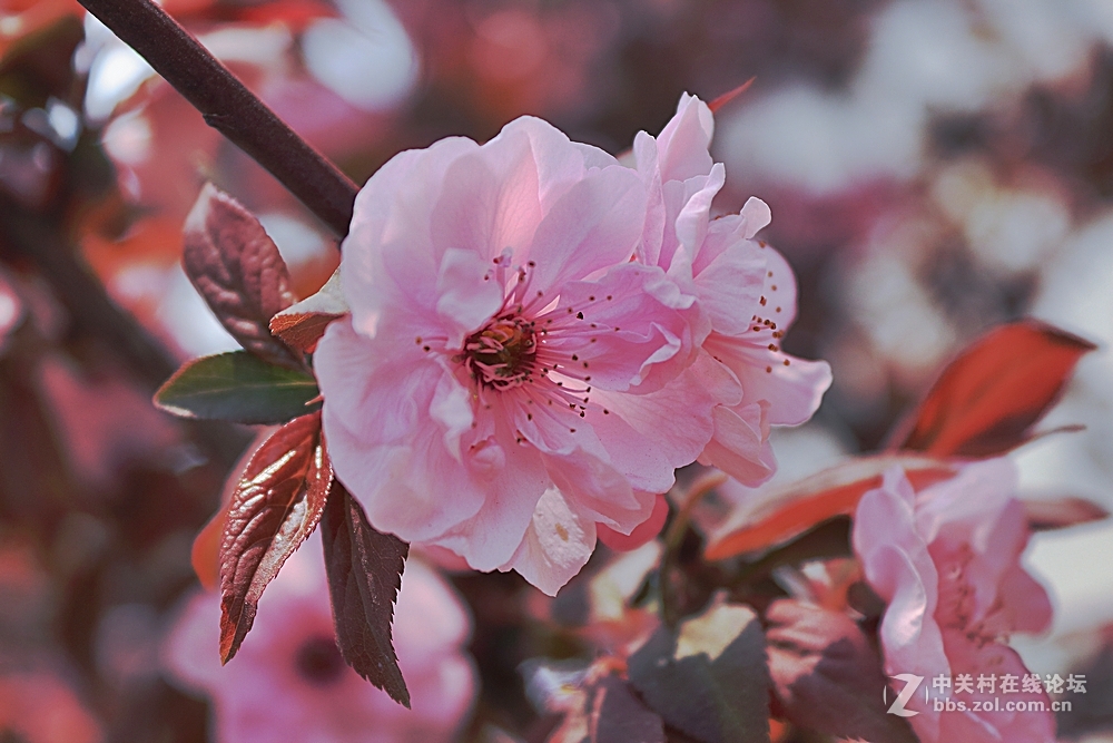 携组红叶桃花，探望好友海淀阿忠与新老摄友，祝春风给大家带来快乐！