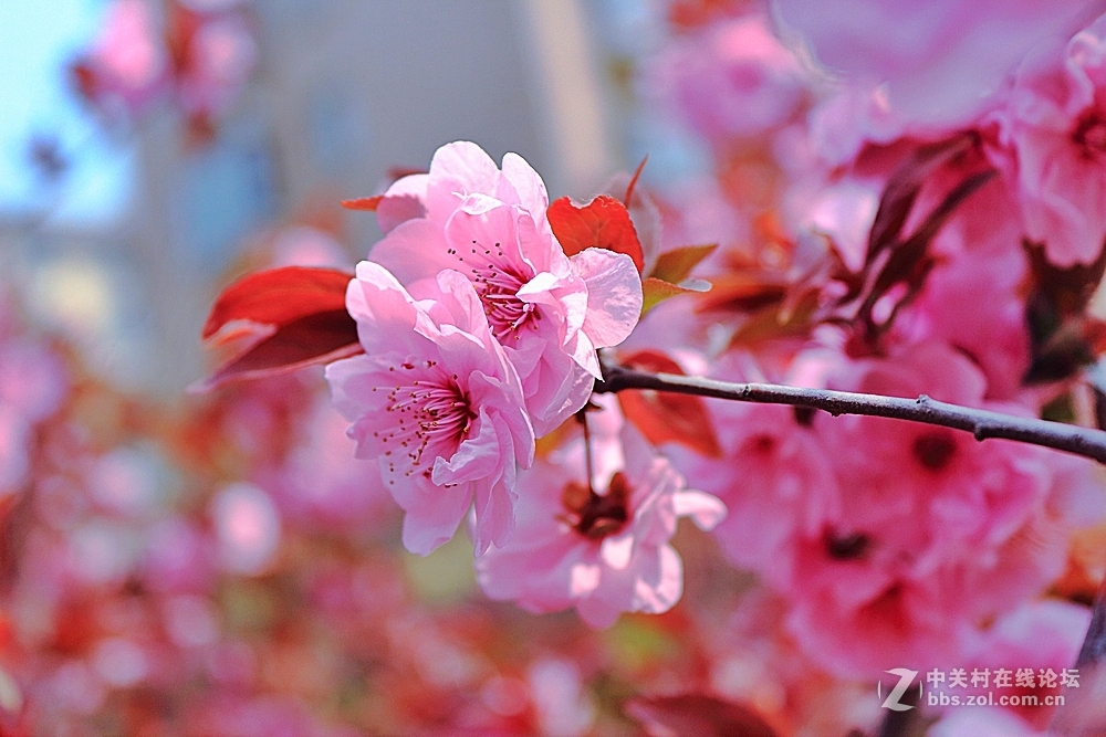 携组红叶桃花，探望好友海淀阿忠与新老摄友，祝春风给大家带来快乐！