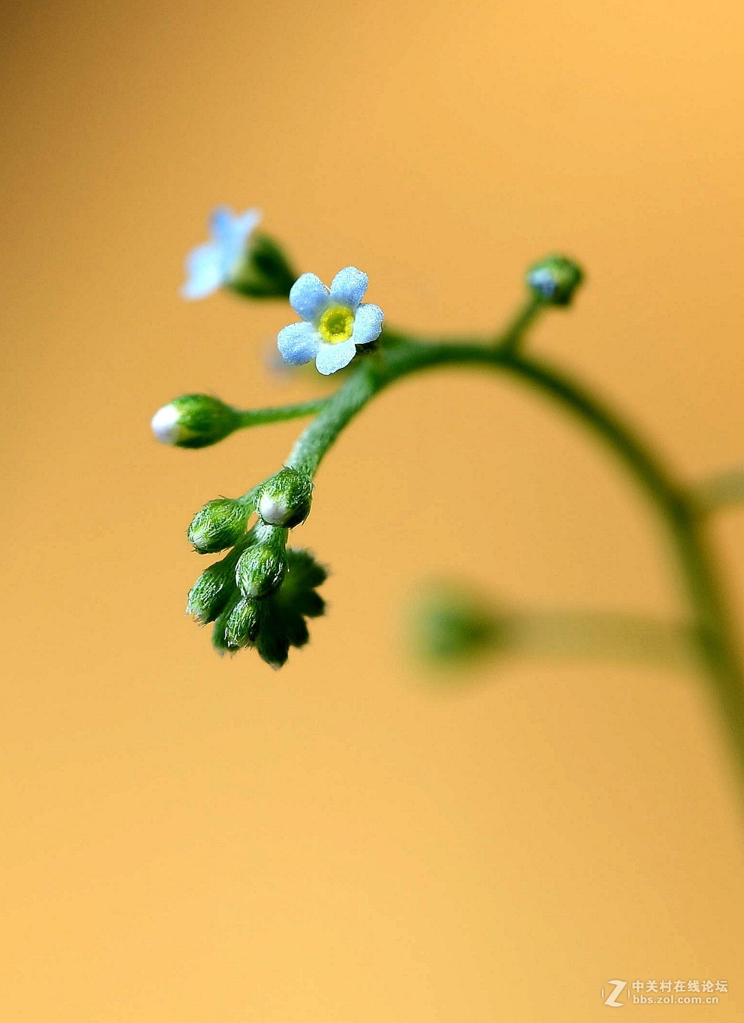 微距下——它也成了花！