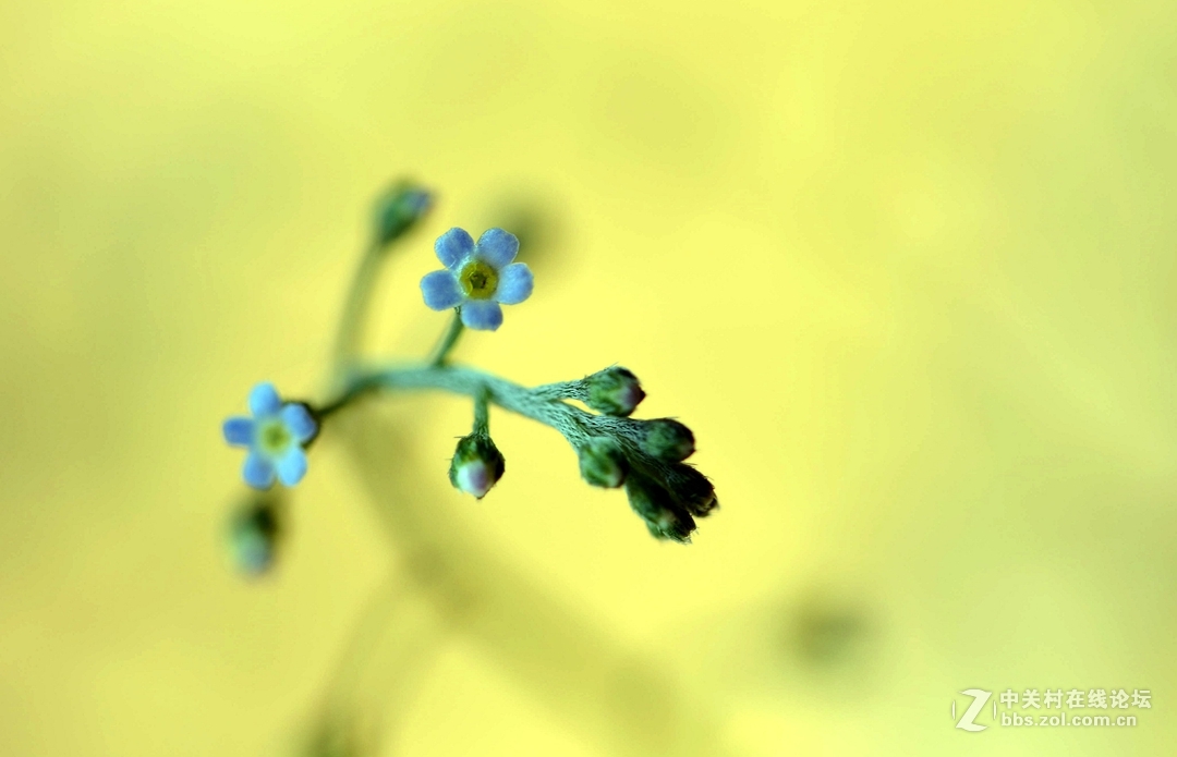 微距下——它也成了花！