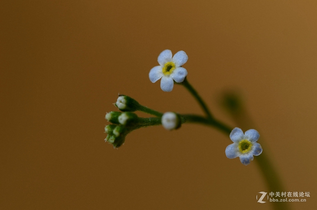 微距下——它也成了花！