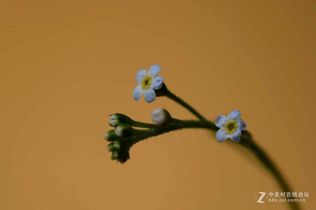 微距下——它也成了花！