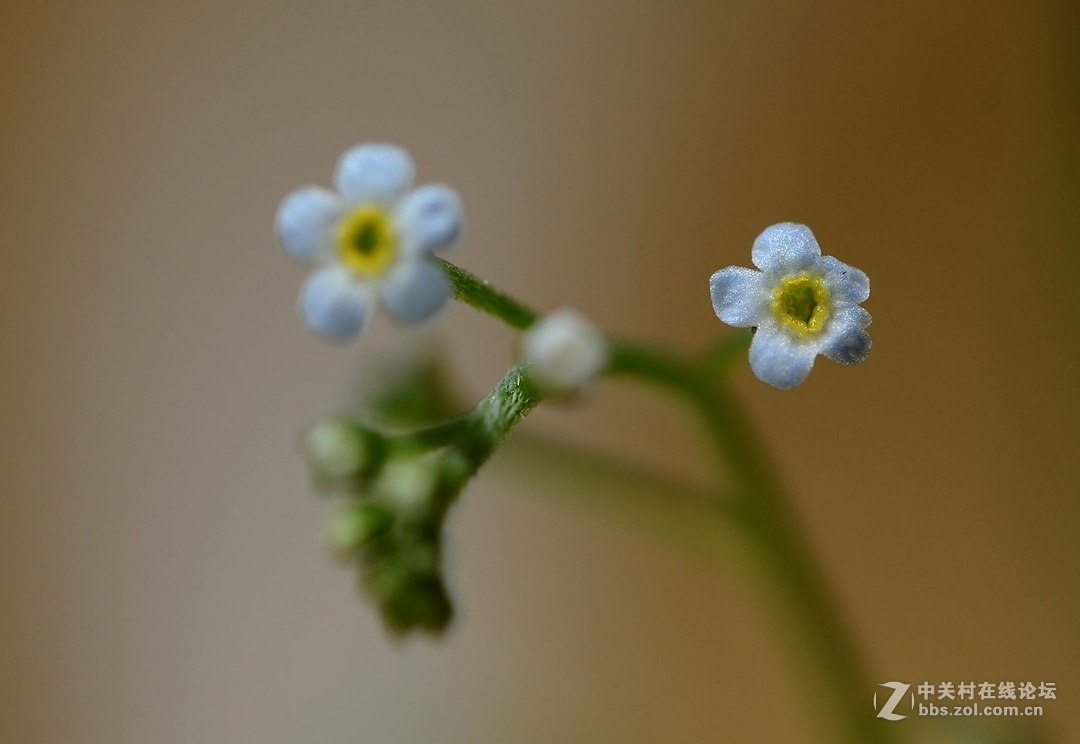 微距下——它也成了花！