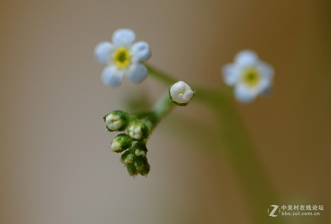 微距下——它也成了花！