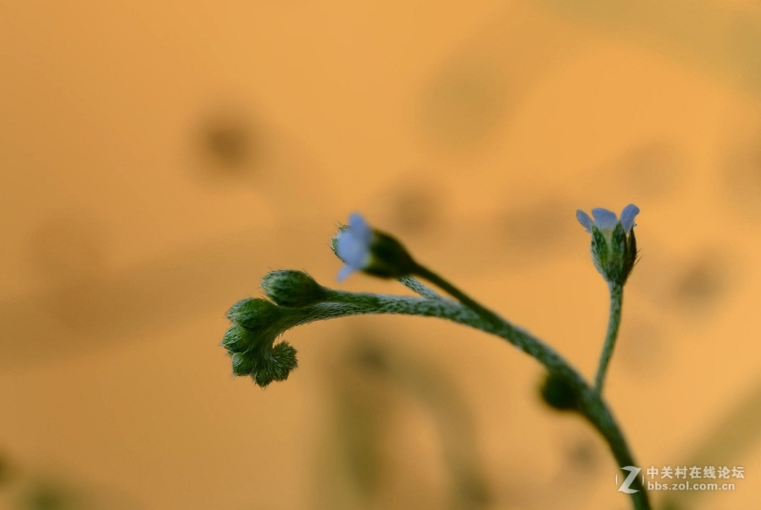 微距下——它也成了花！