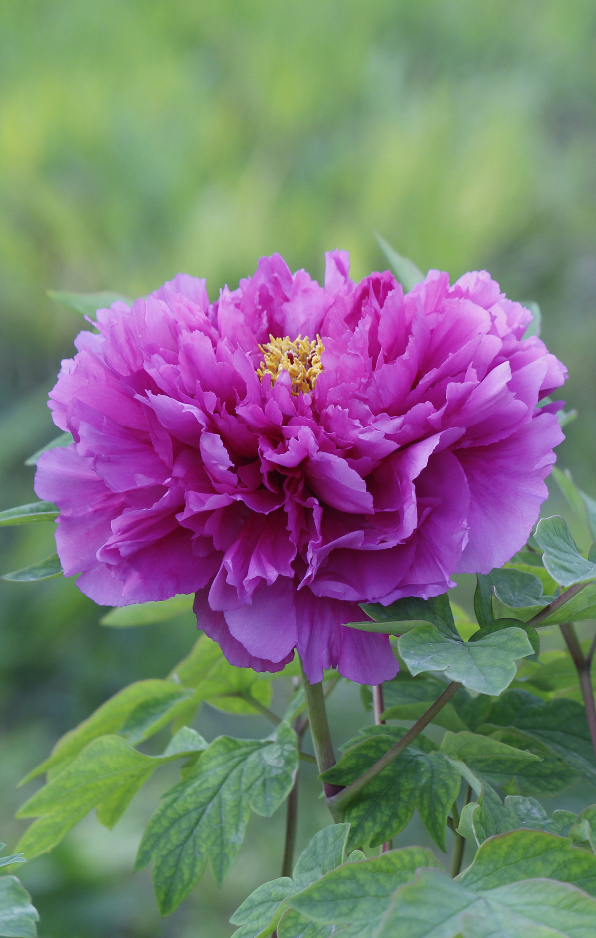 国色天香洛阳牡丹