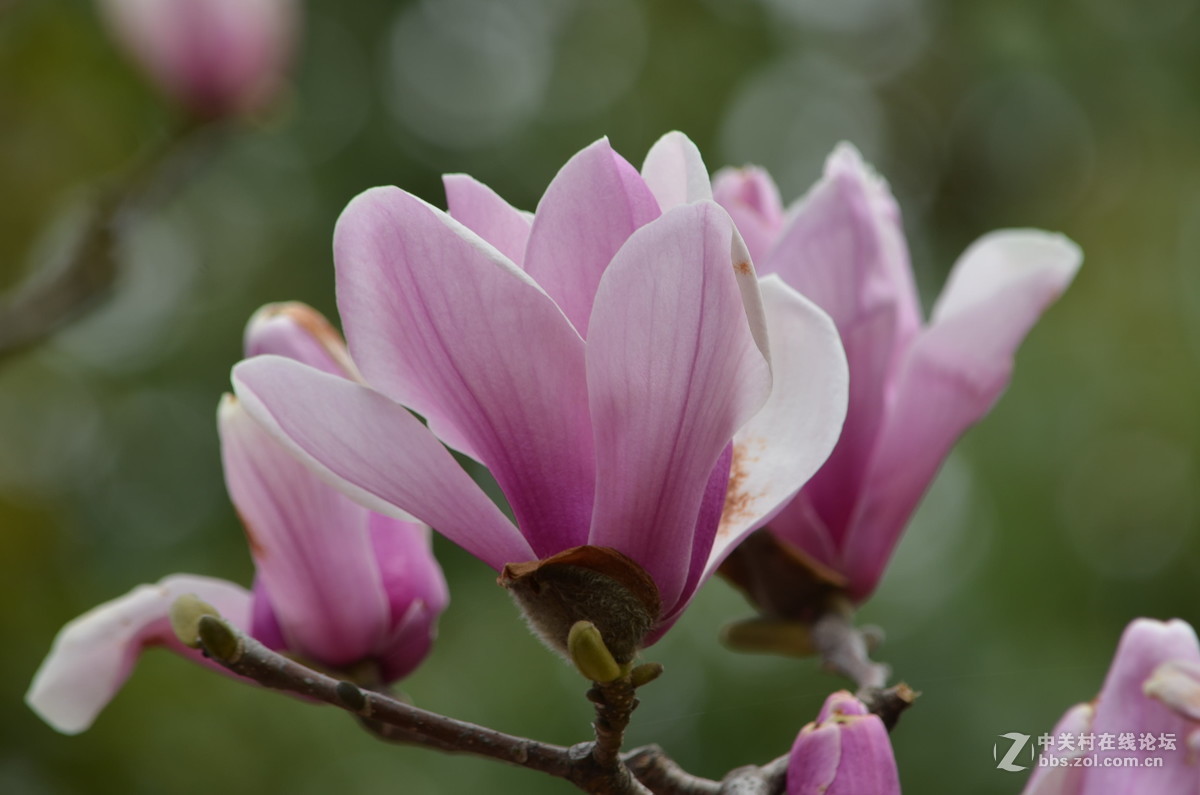 亭亭玉立木兰花