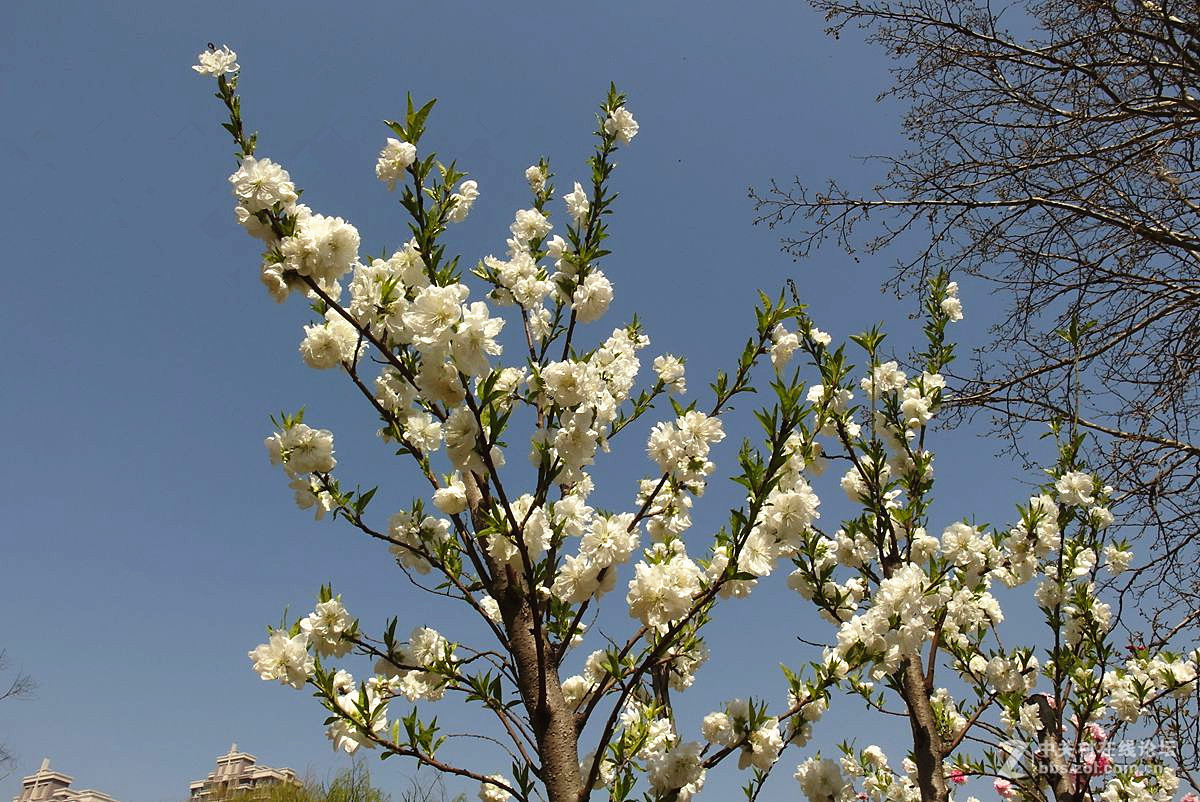 EX2F-『繁华似锦』123...11P