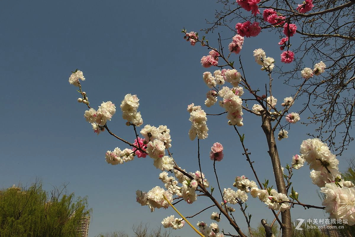 EX2F-『繁华似锦』123...11P