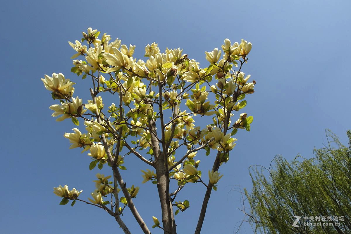 EX2F-『繁华似锦』123...11P