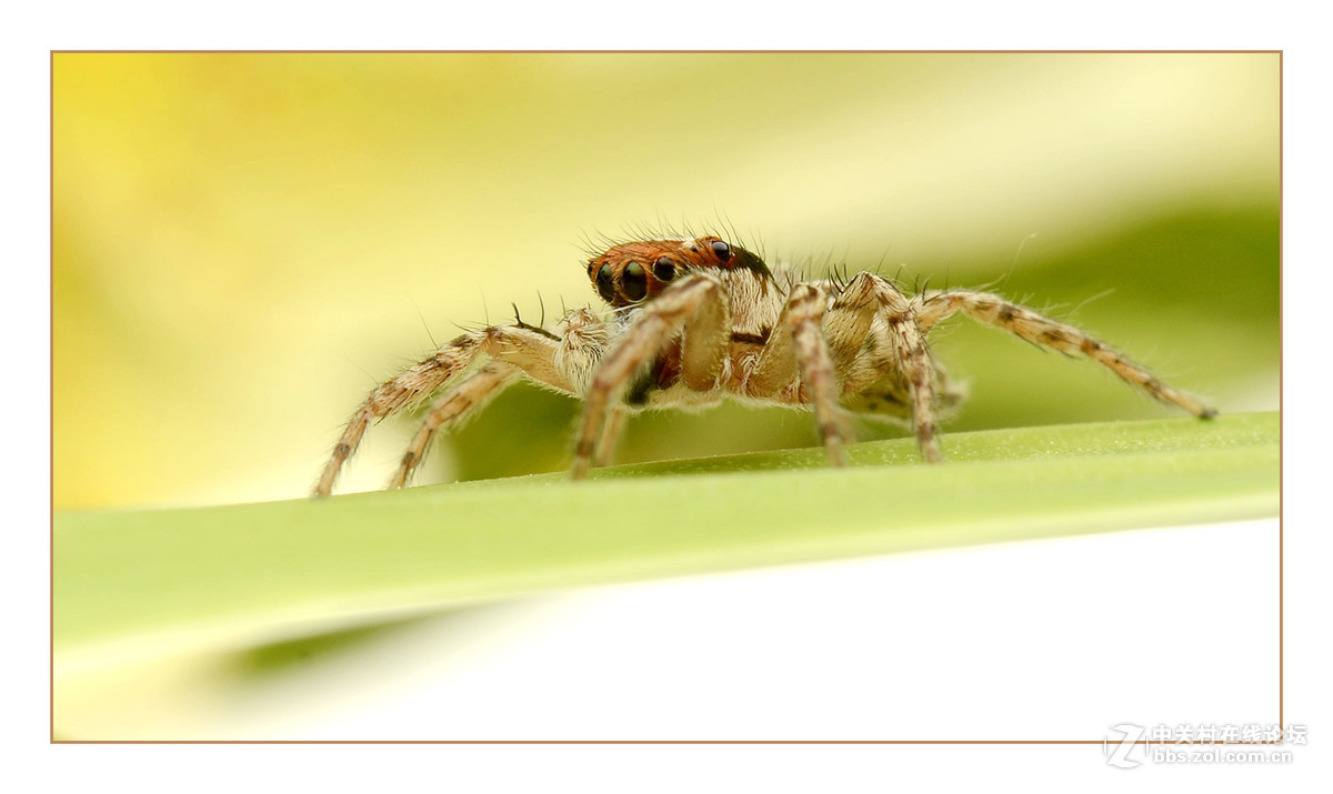 条纹跳蛛