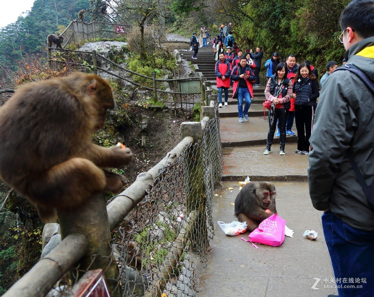 峨眉山猴子打劫游客