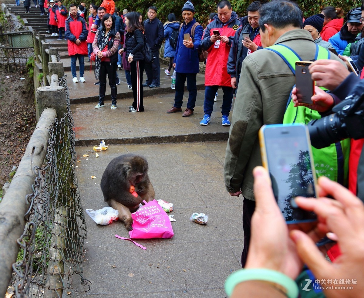 峨眉山猴子打劫游客