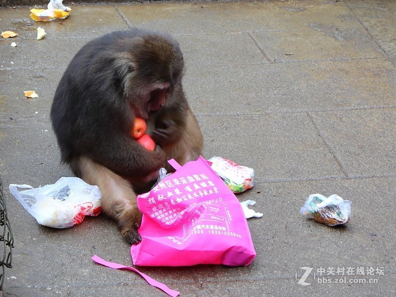 峨眉山猴子打劫游客