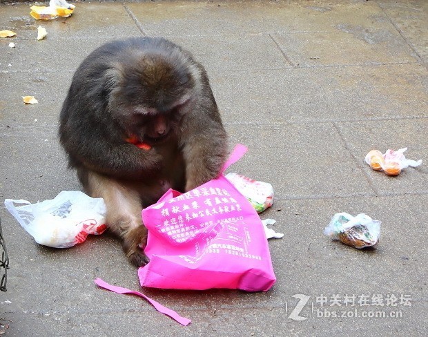 峨眉山猴子打劫游客