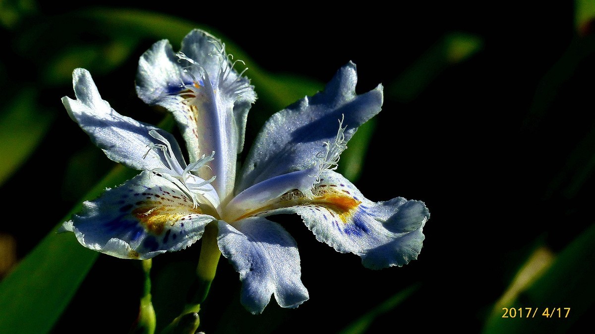 忆春、2017拍【鸢尾】