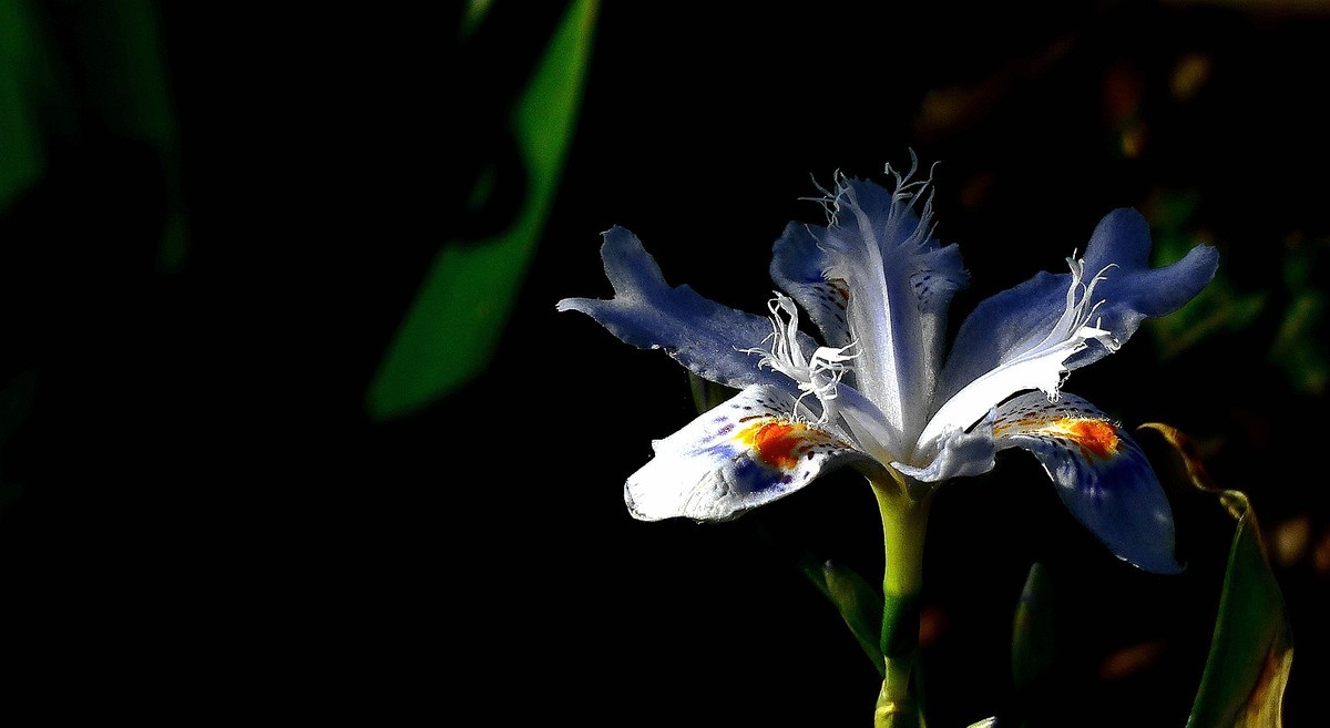 忆春、2017拍【鸢尾】