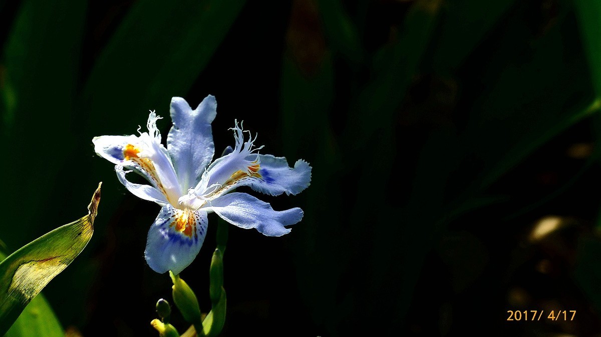 忆春、2017拍【鸢尾】