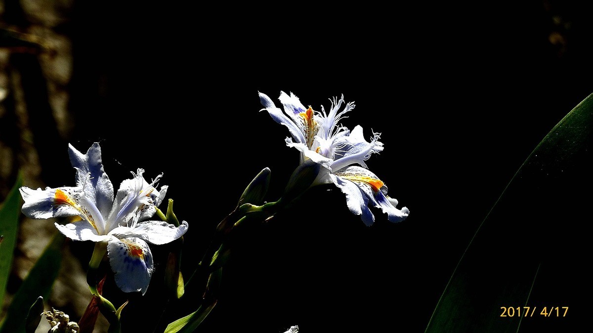 忆春、2017拍【鸢尾】