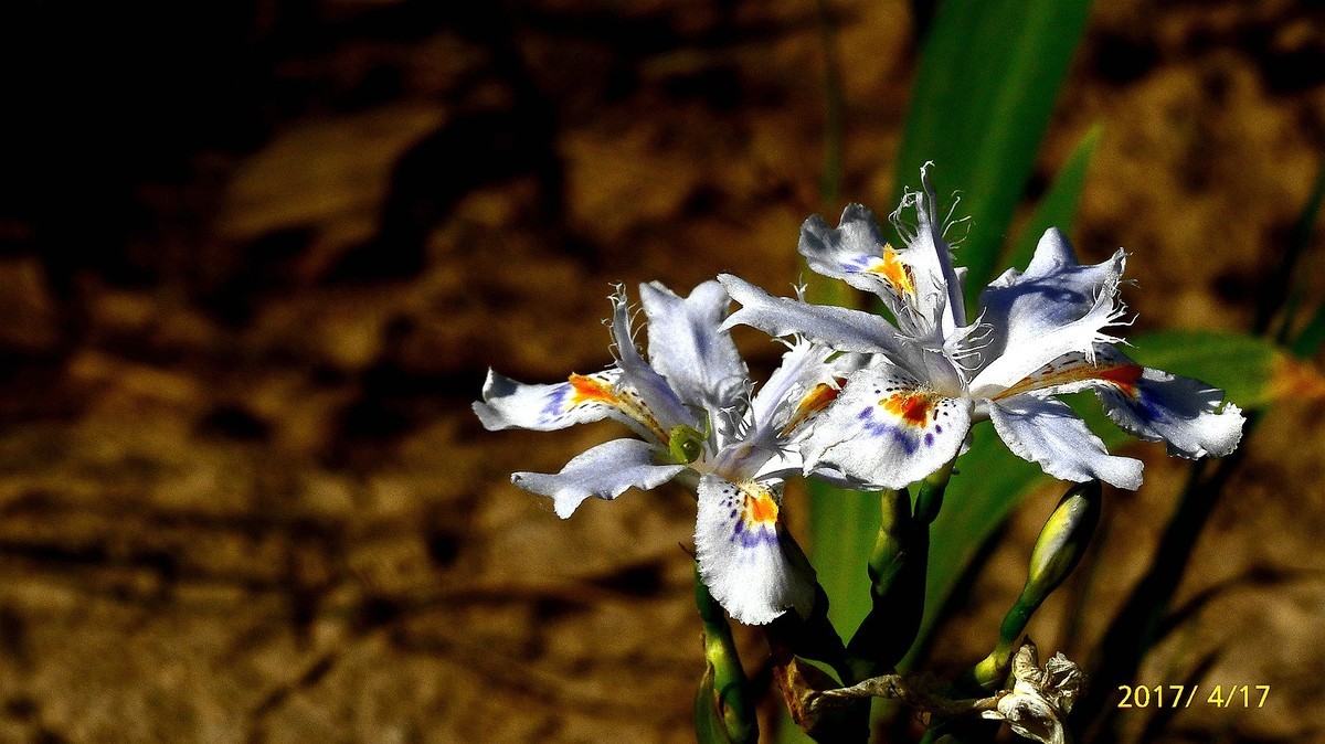 忆春、2017拍【鸢尾】