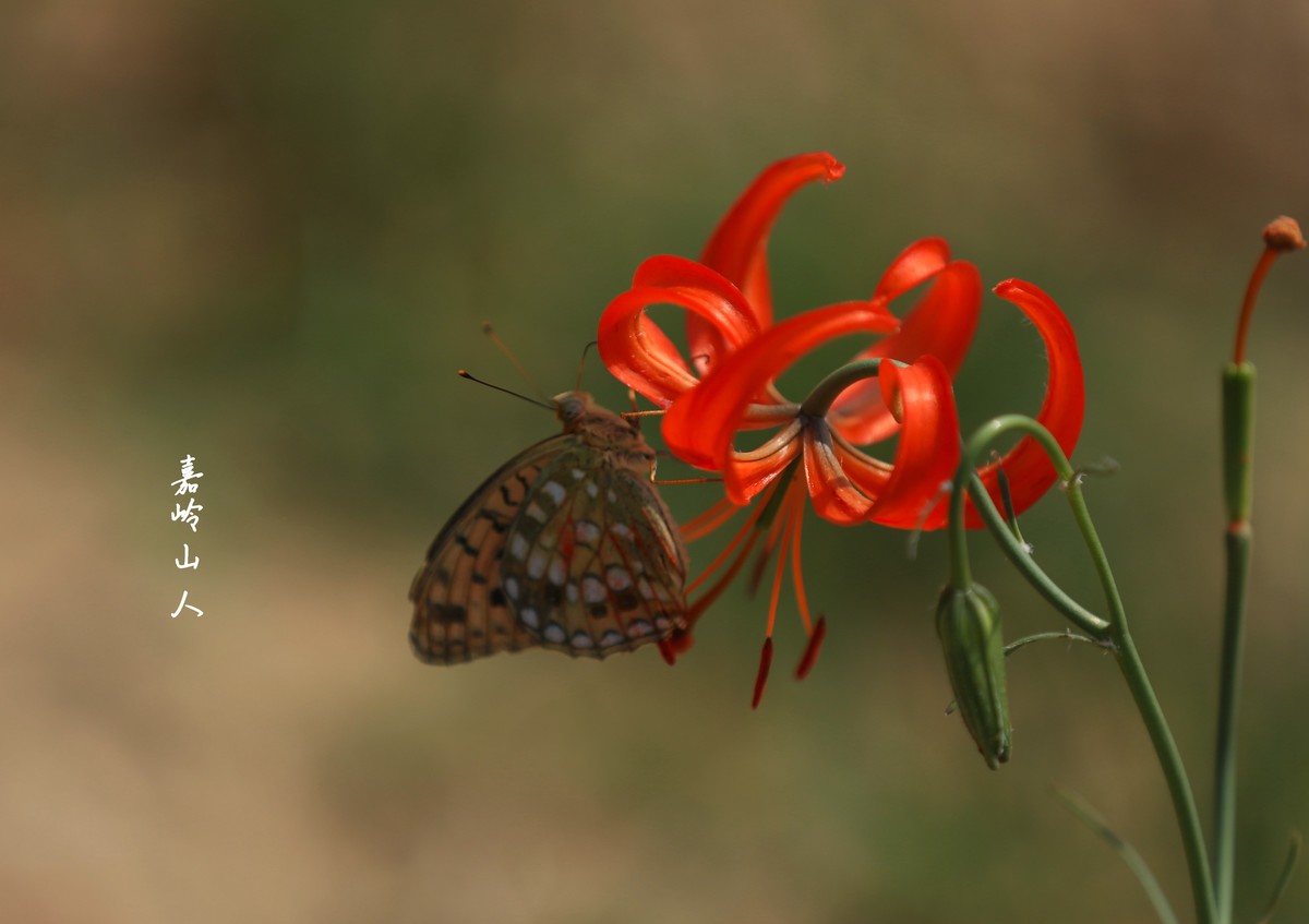 山丹丹开花红艳艳—1