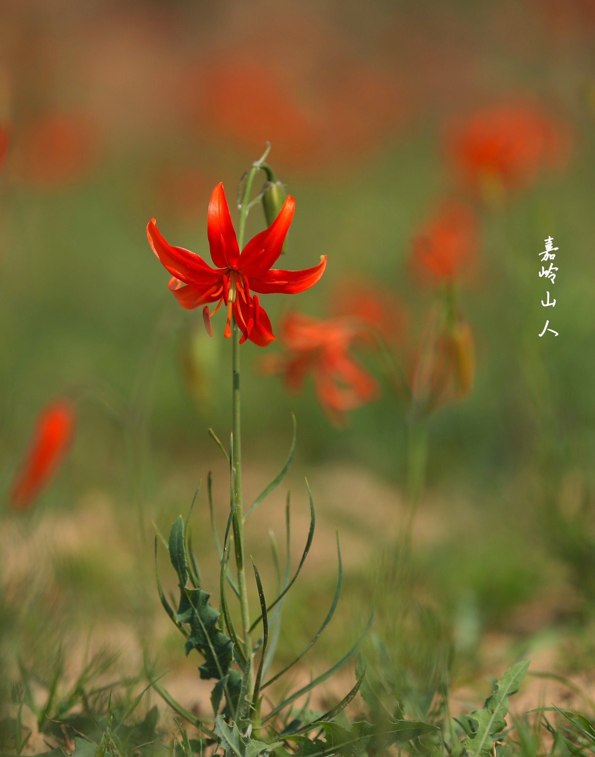 山丹丹开花红艳艳—1