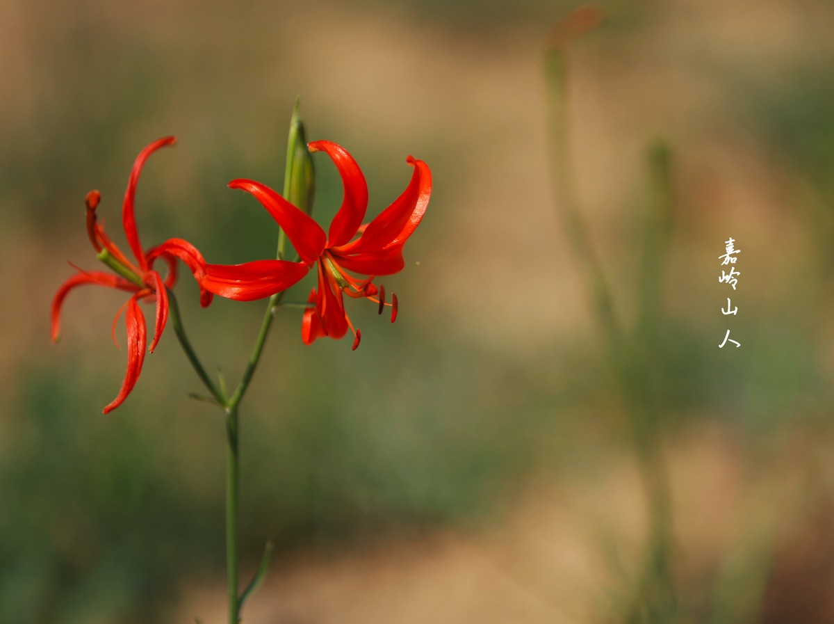 山丹丹开花红艳艳—1