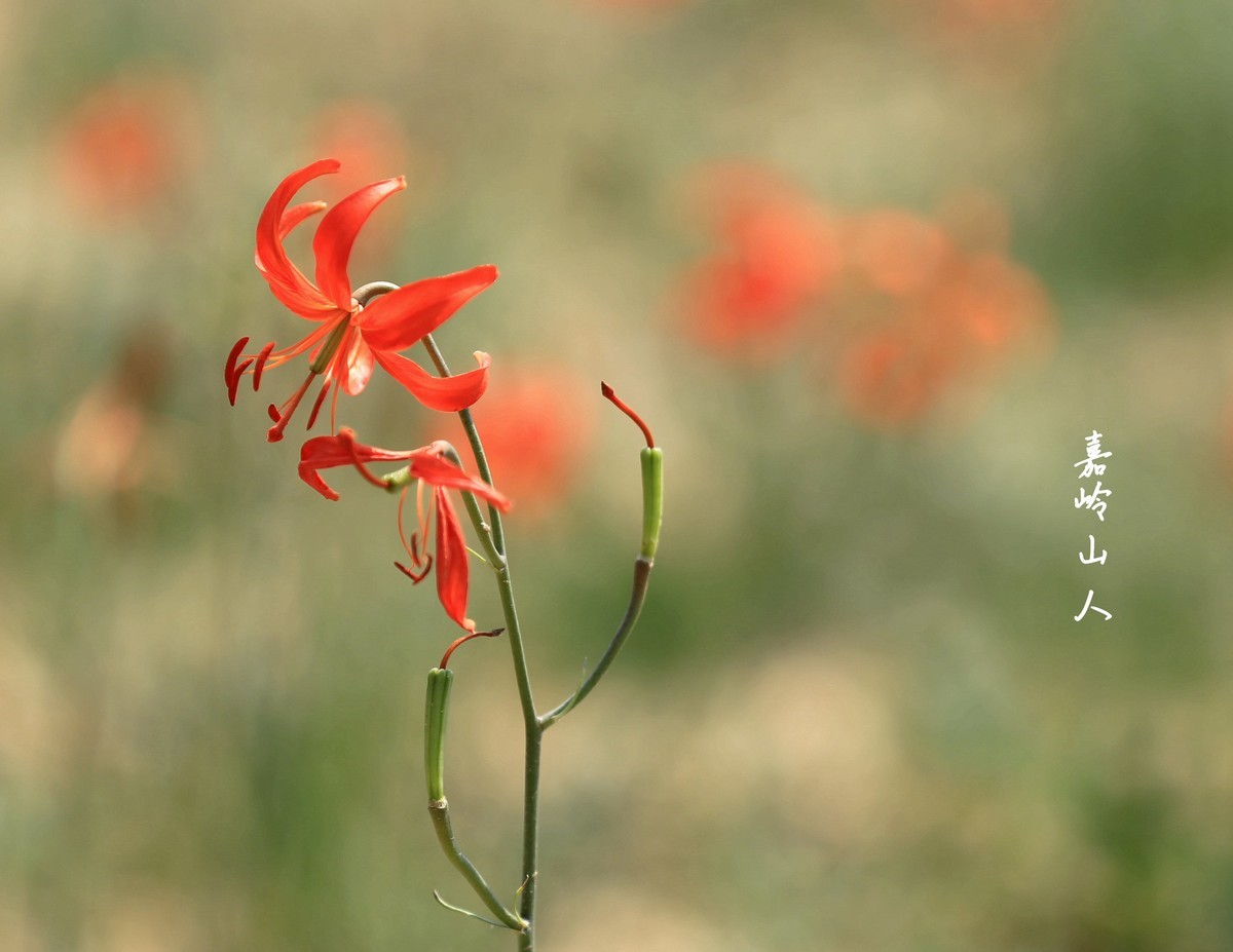 山丹丹开花红艳艳—1