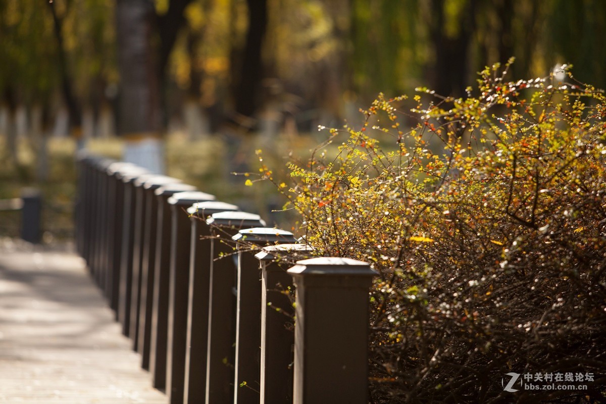 深秋的北京将府公园2
