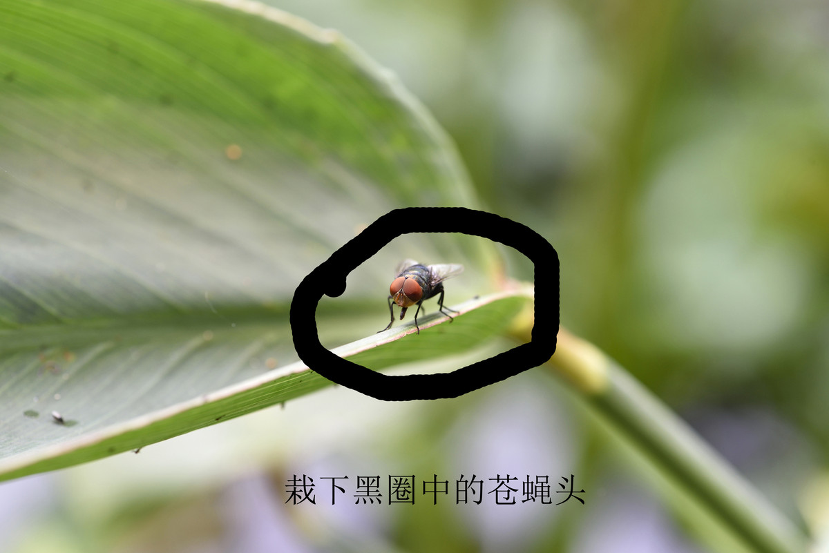 手持抓拍苍蝇头