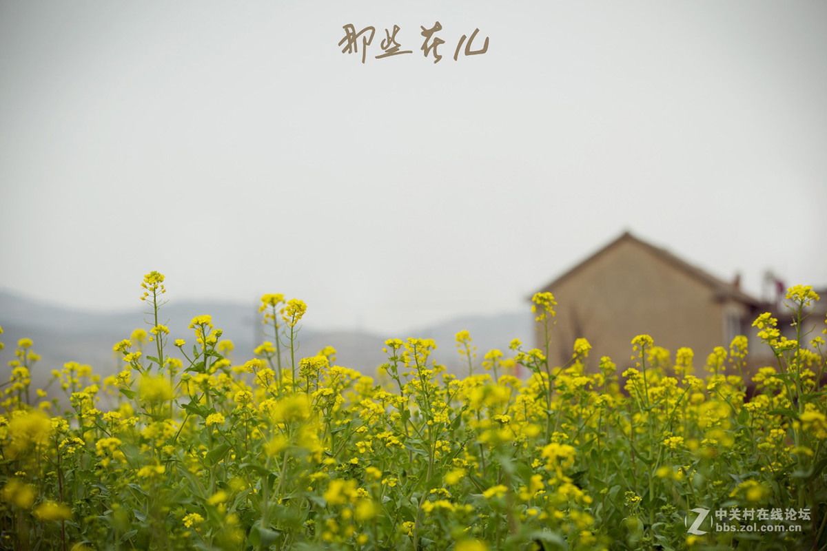 #我的2015摄影总结#希望与梦想一同绽放