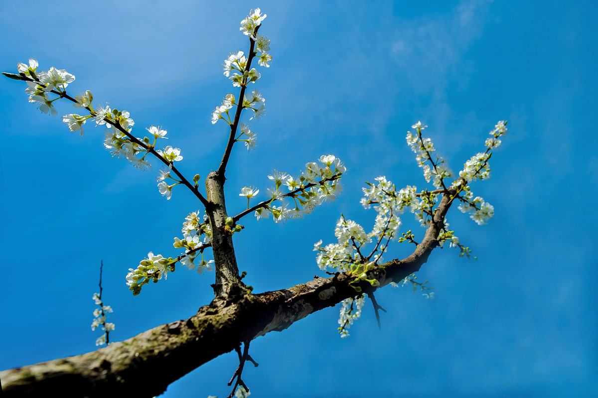 〖乐昌九峰桃梨摄影活动〗----梨花集。