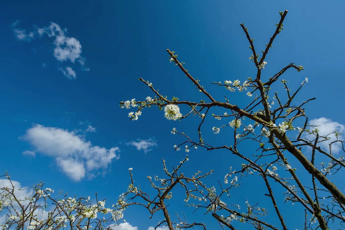 〖乐昌九峰桃梨摄影活动〗----梨花集。