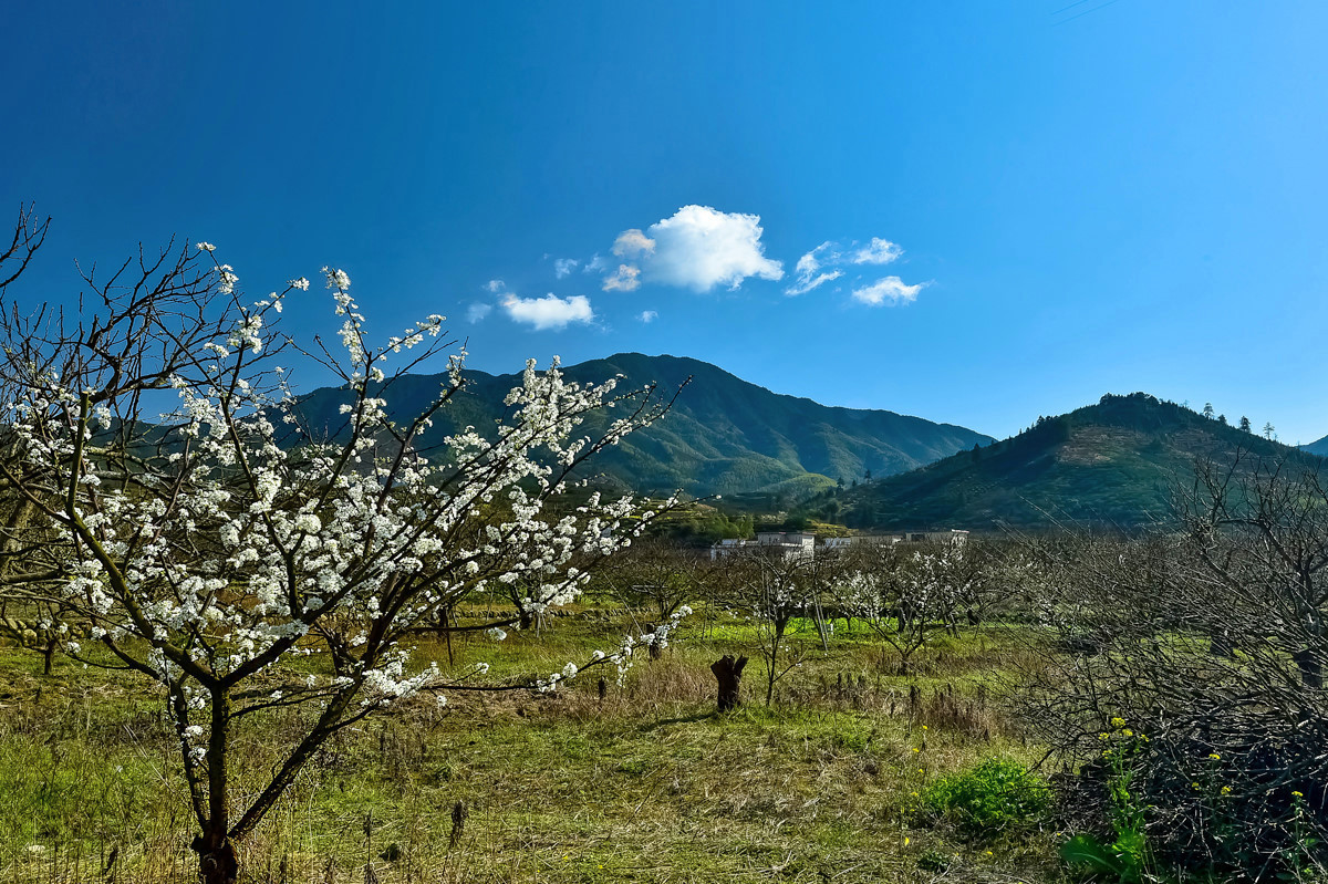 〖乐昌九峰桃梨摄影活动〗----梨花集。