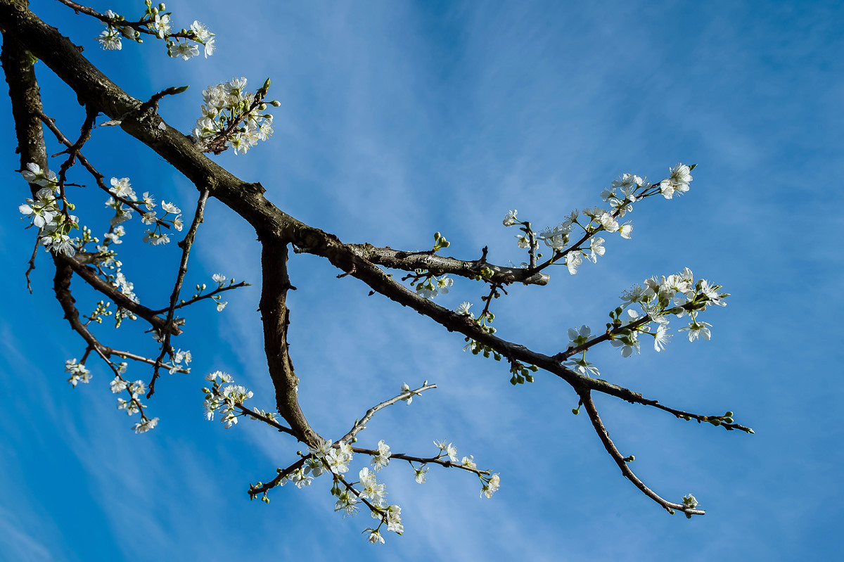 〖乐昌九峰桃梨摄影活动〗----梨花集。