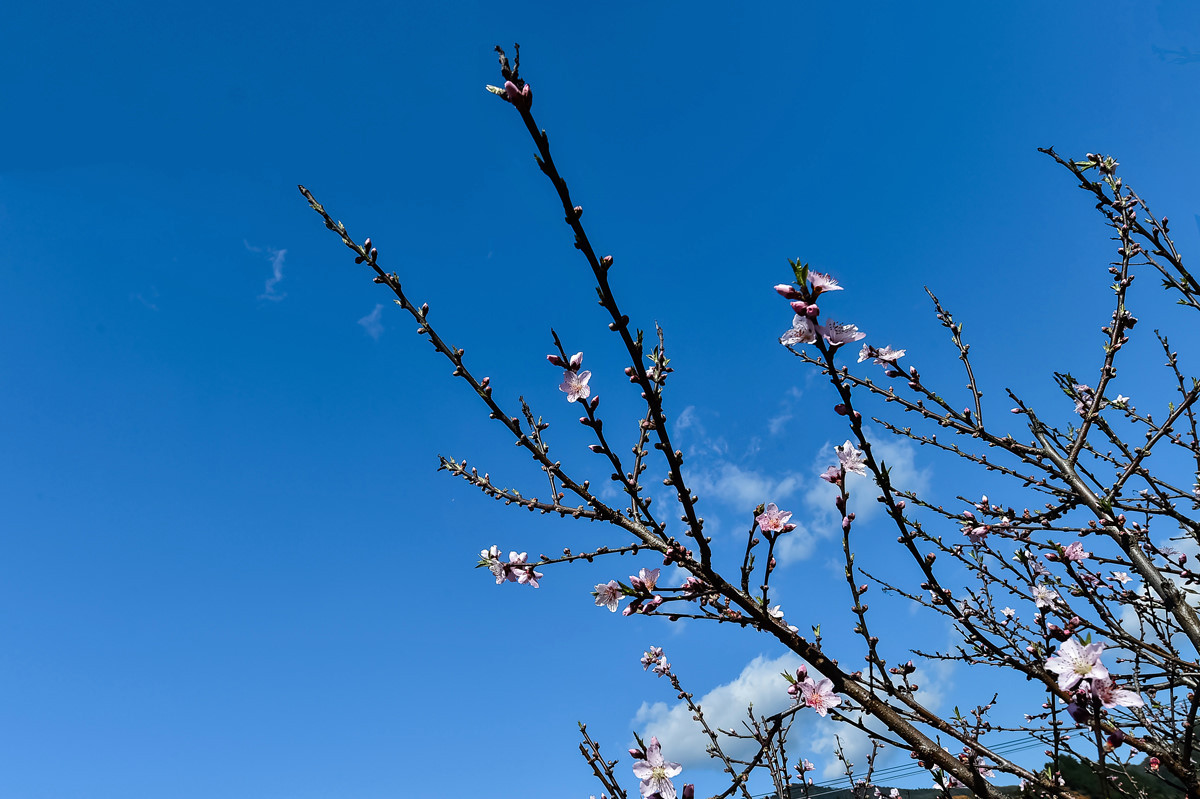 〖乐昌九峰桃梨摄影活动〗----梨花集。