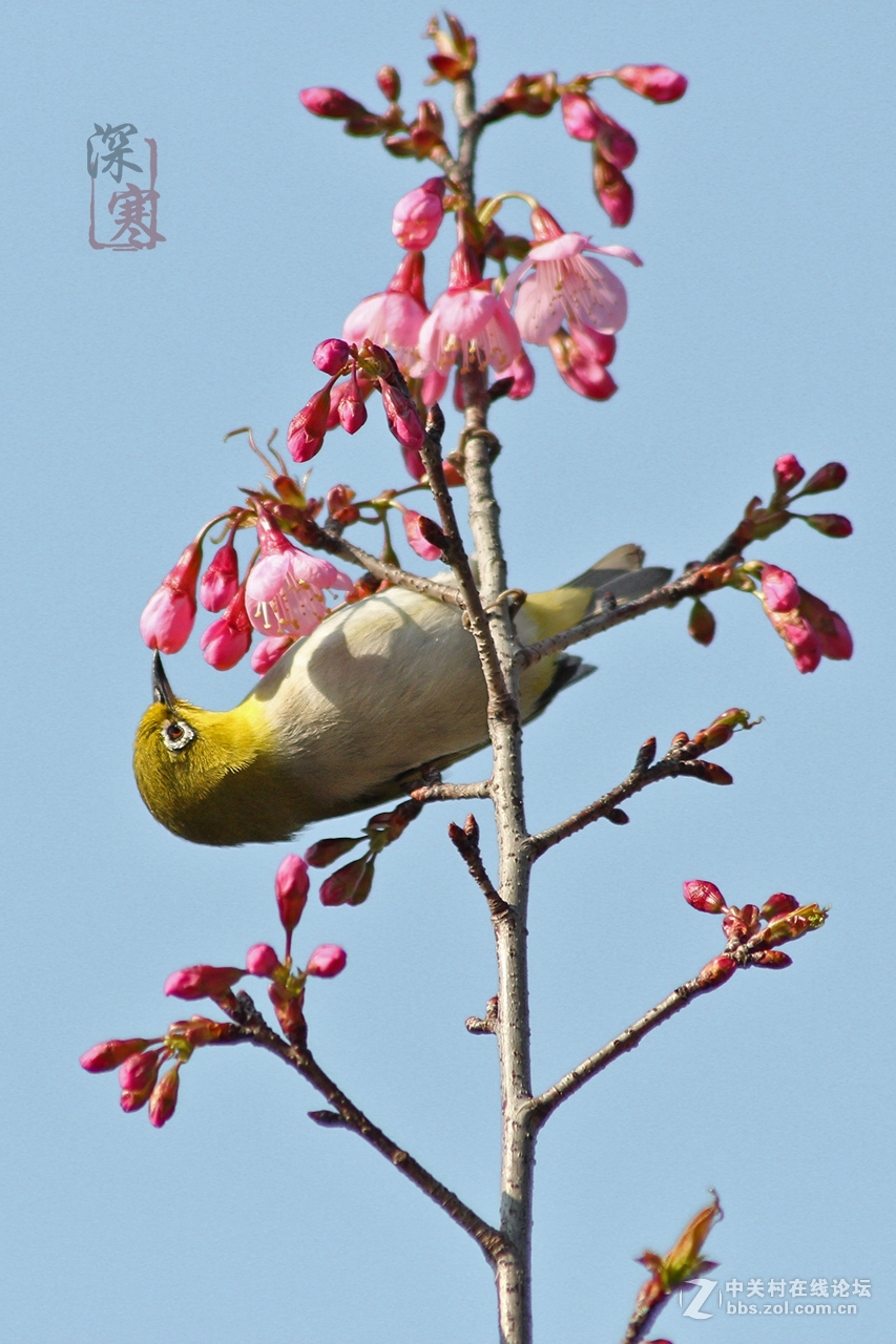 櫻花樹上的鳥兒