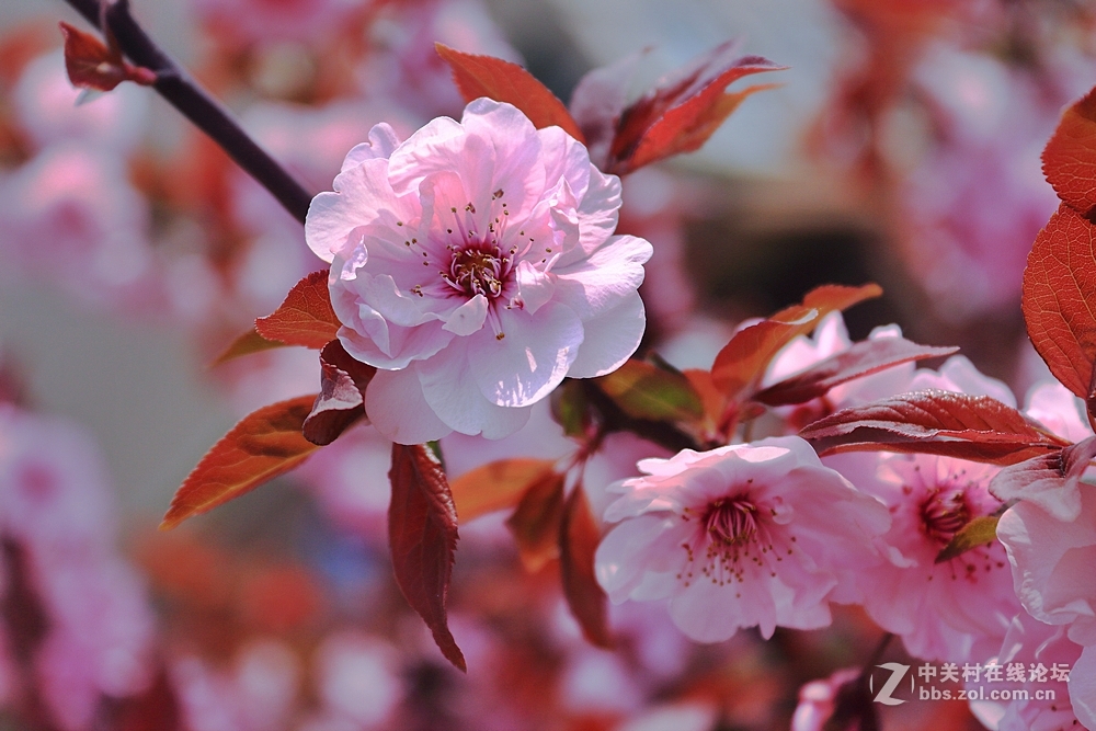 携组红叶桃花，探望好友海淀阿忠与新老摄友，祝春风给大家带来快乐！