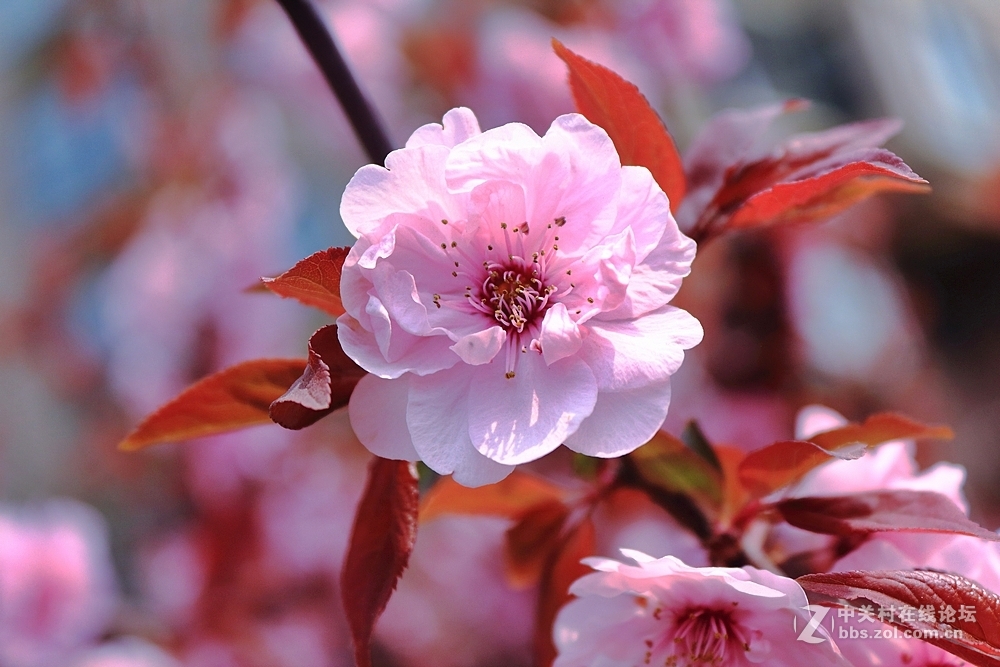 携组红叶桃花，探望好友海淀阿忠与新老摄友，祝春风给大家带来快乐！