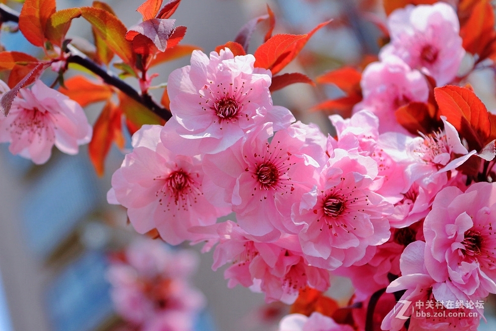 携组红叶桃花，探望好友海淀阿忠与新老摄友，祝春风给大家带来快乐！