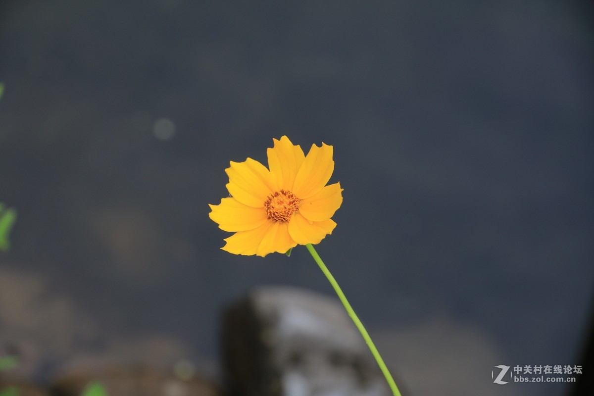 80D拍的一组片子，请点评，，