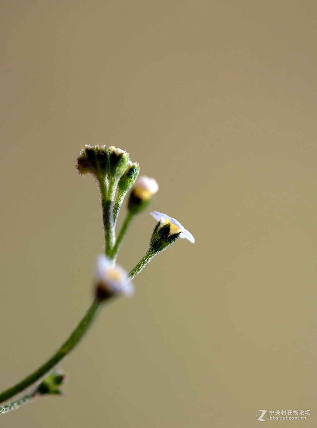 微距下——它也成了花！