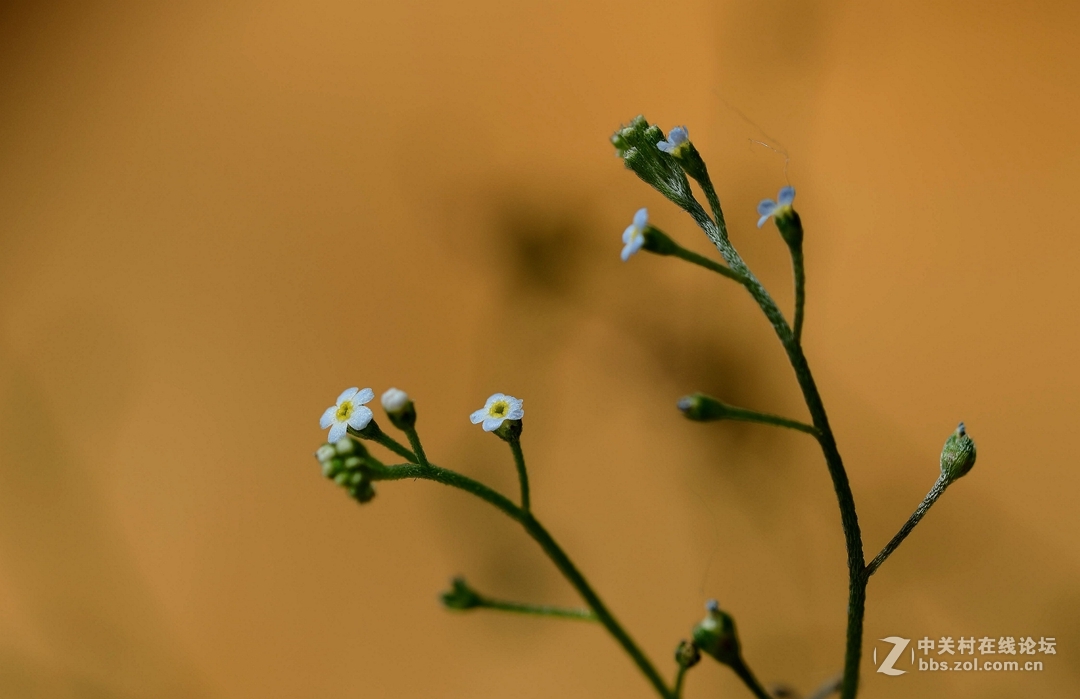 微距下——它也成了花！