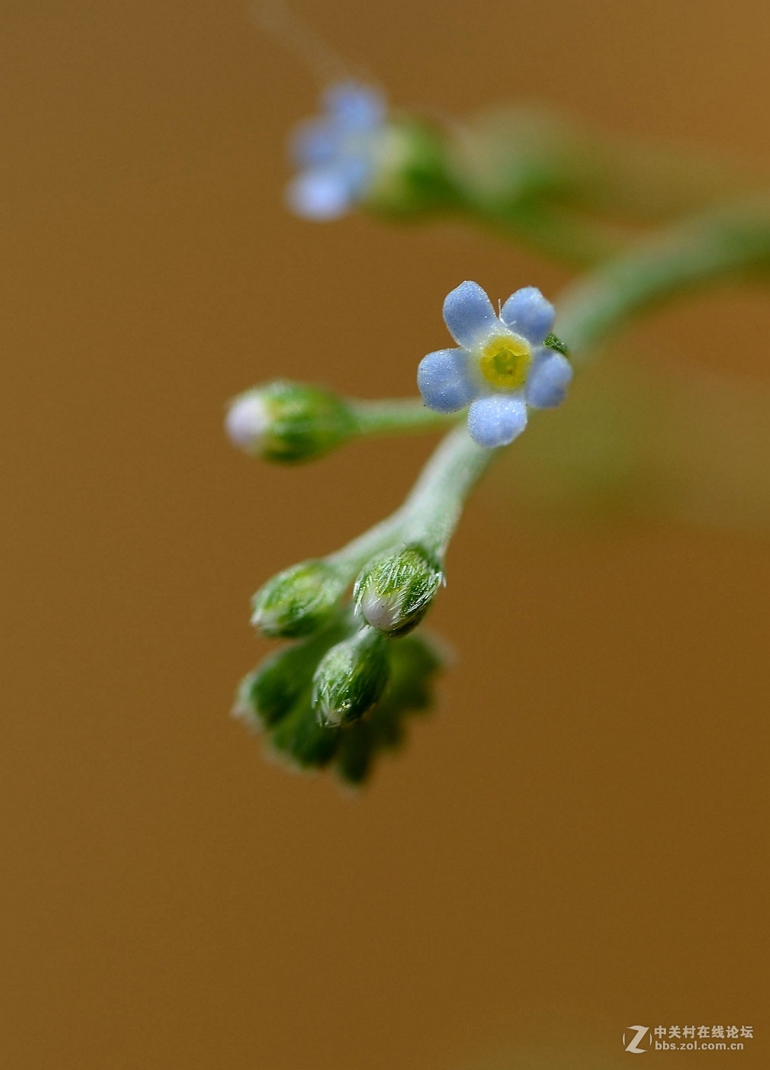 微距下——它也成了花！
