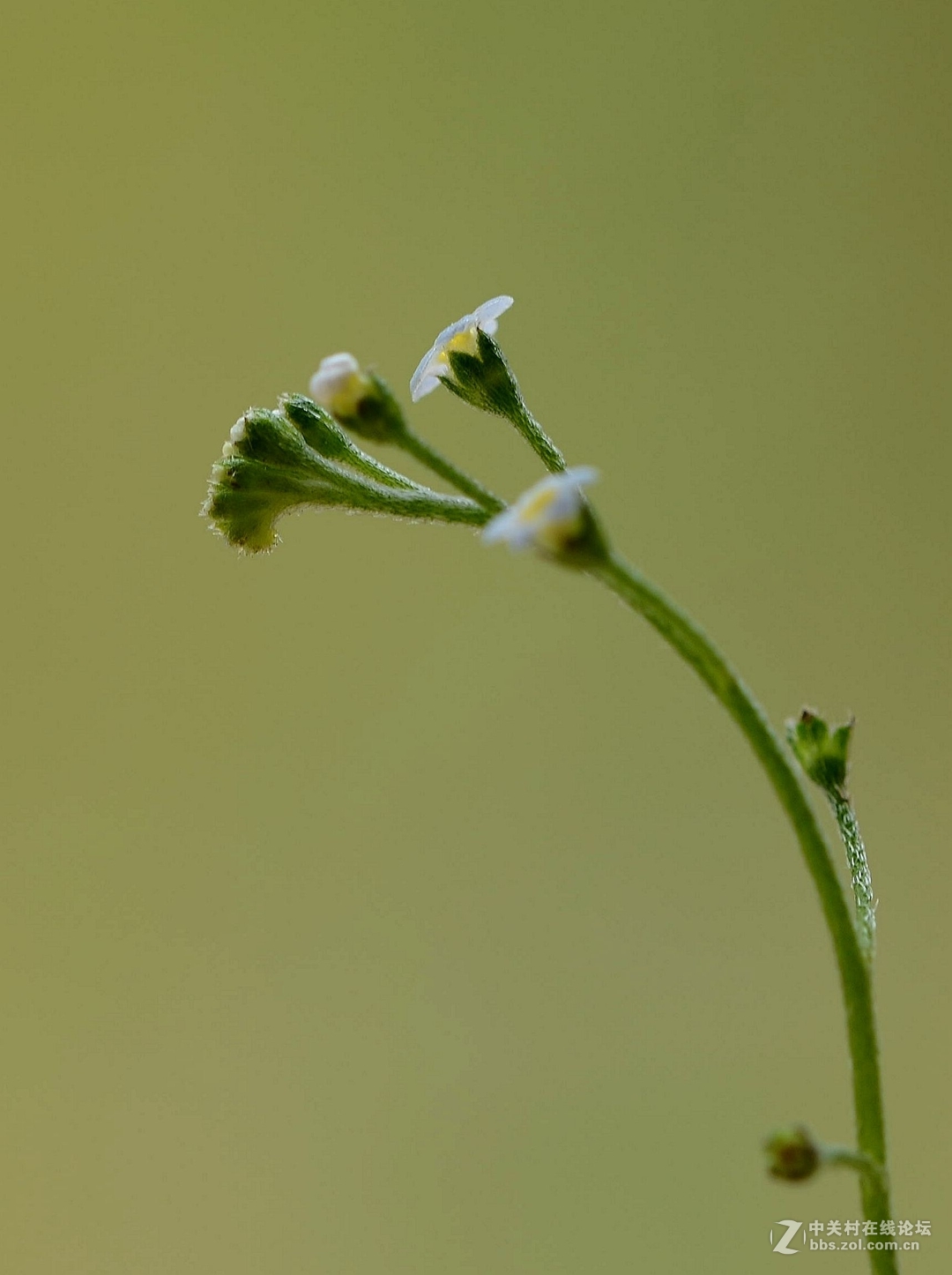 微距下——它也成了花！