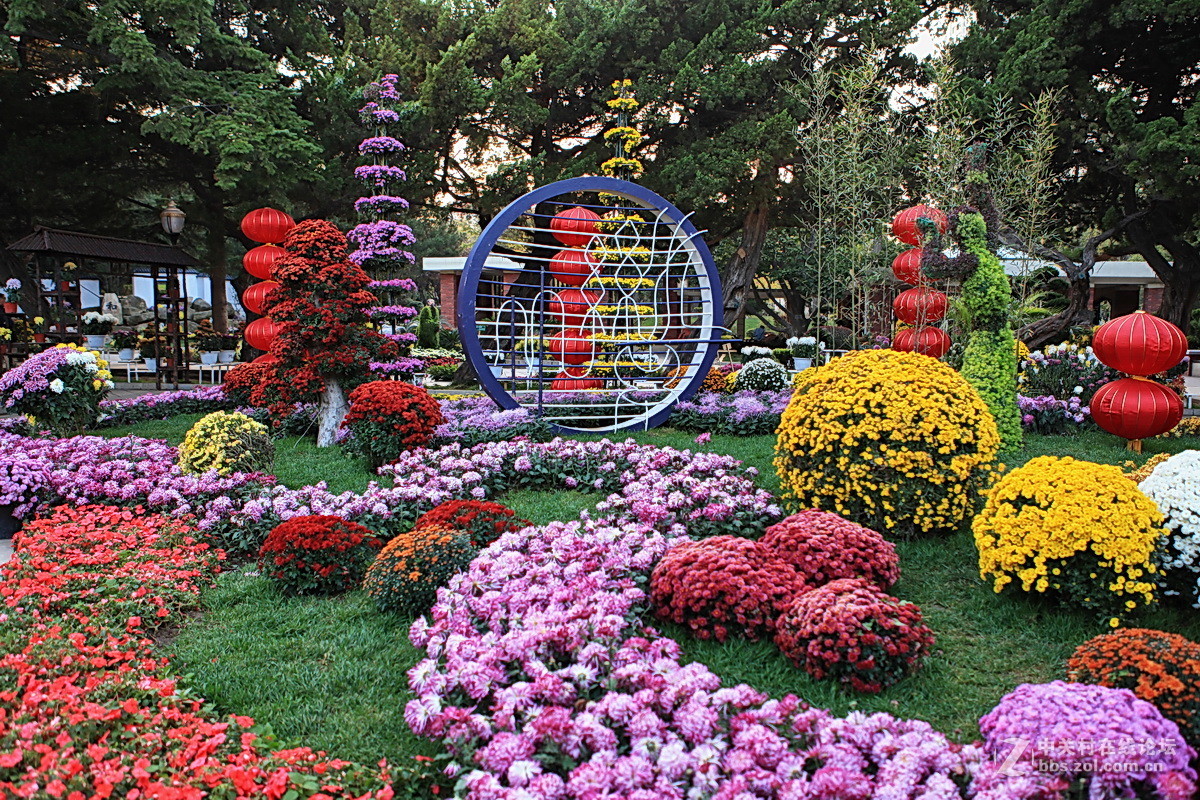 神州游拍大连劳动公园菊花展